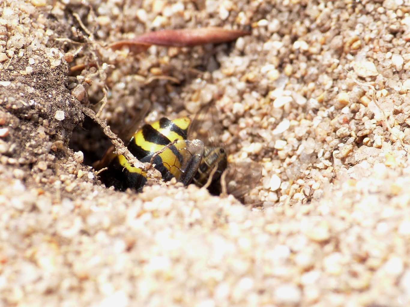 Bembix rostrata che portano prede in tana